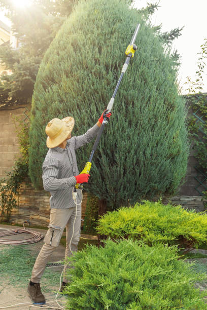 Best Tree Pruning Services  in USA